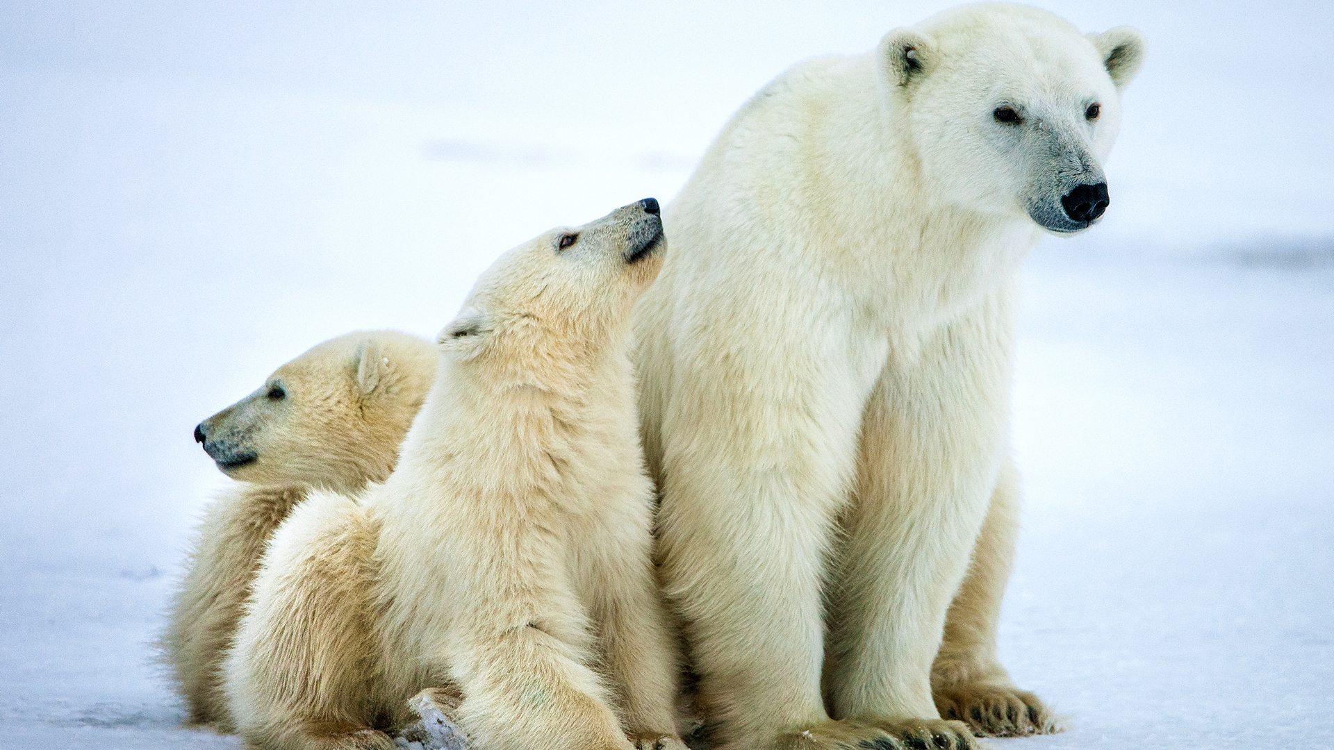 Así reaccionó esta tribu al ver a los osos polares de Planet Earth