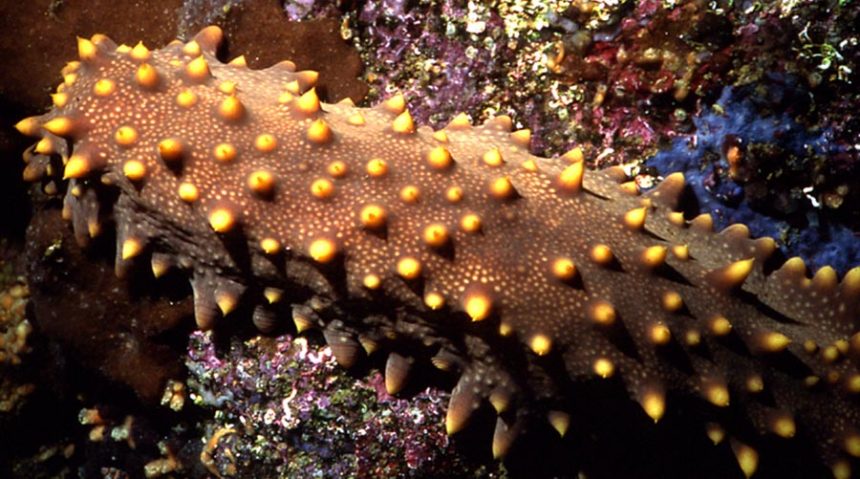 El Pepino de Mar, en peligro de extinción