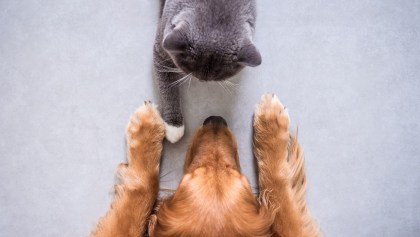 Perros vs gatos - Estudios científicos