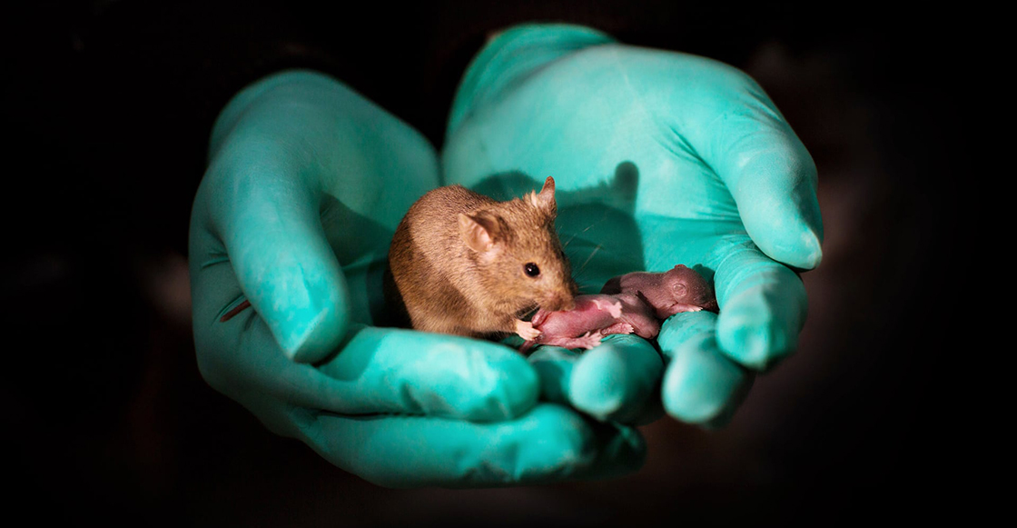 What?! Nace un ratoncito como producto de dos ratones del mismo sexo