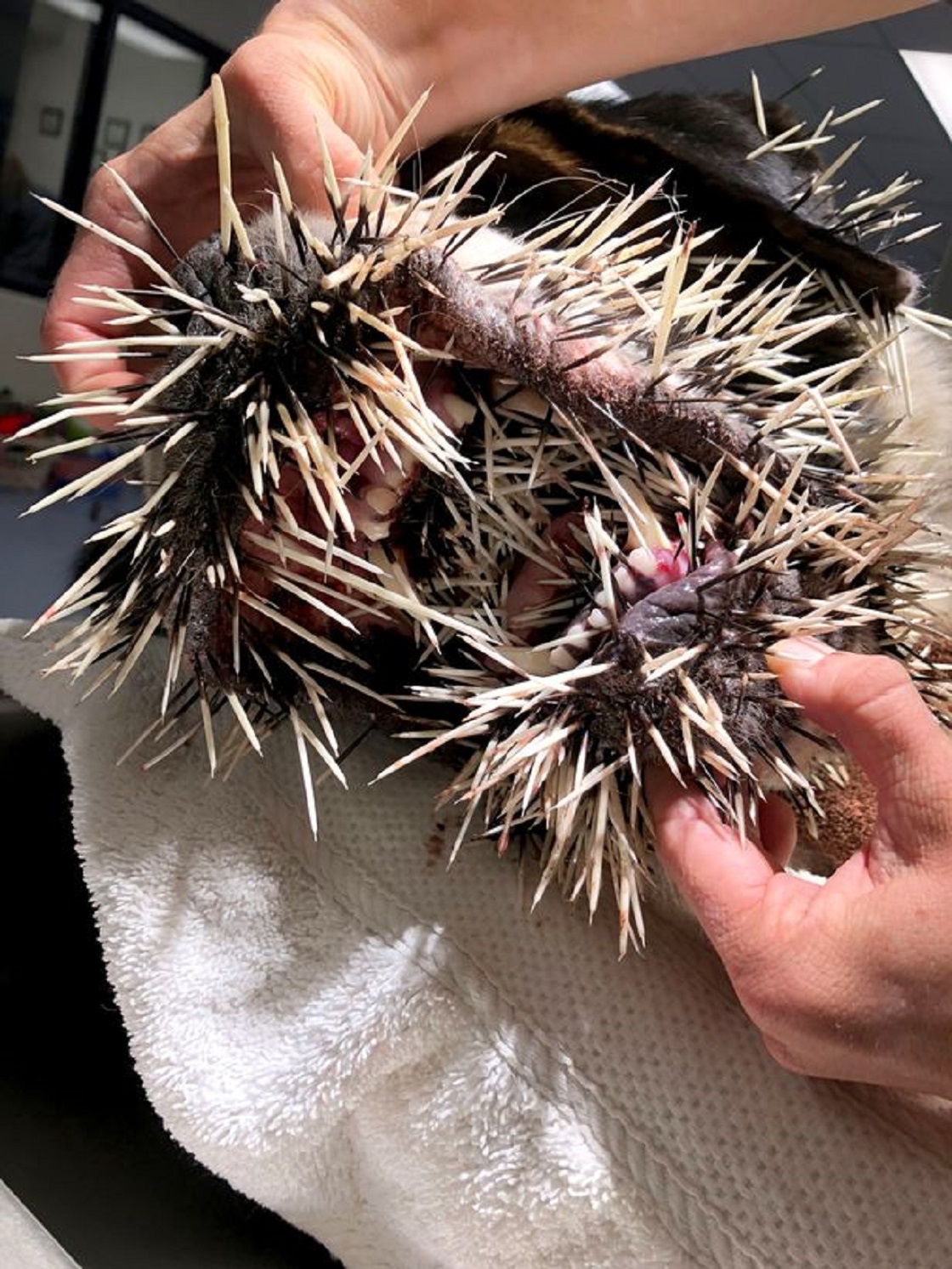 Ruckus, el perro que salió herido tras morder a un puercoespín