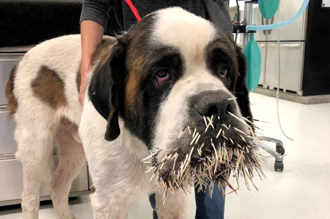 Ruckus, el perro que salió herido tras morder a un puercoespín