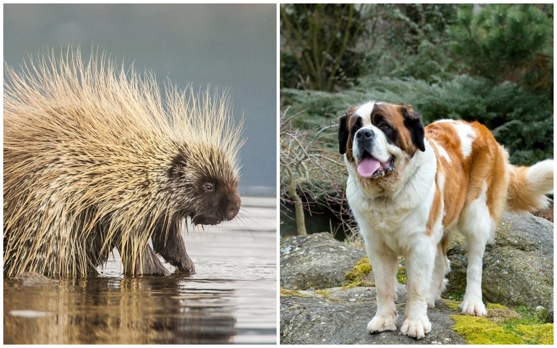 Ruckus, el perro que salió herido tras morder a un puercoespín