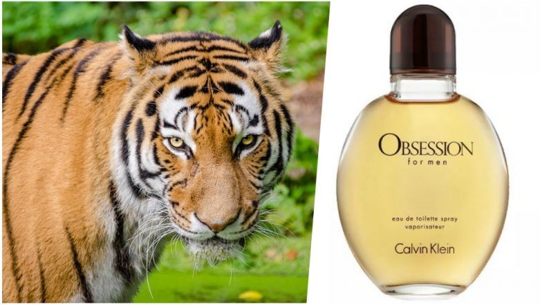 Fragancia Calvin Klein, la mejor arma para atrapar a una tigresa