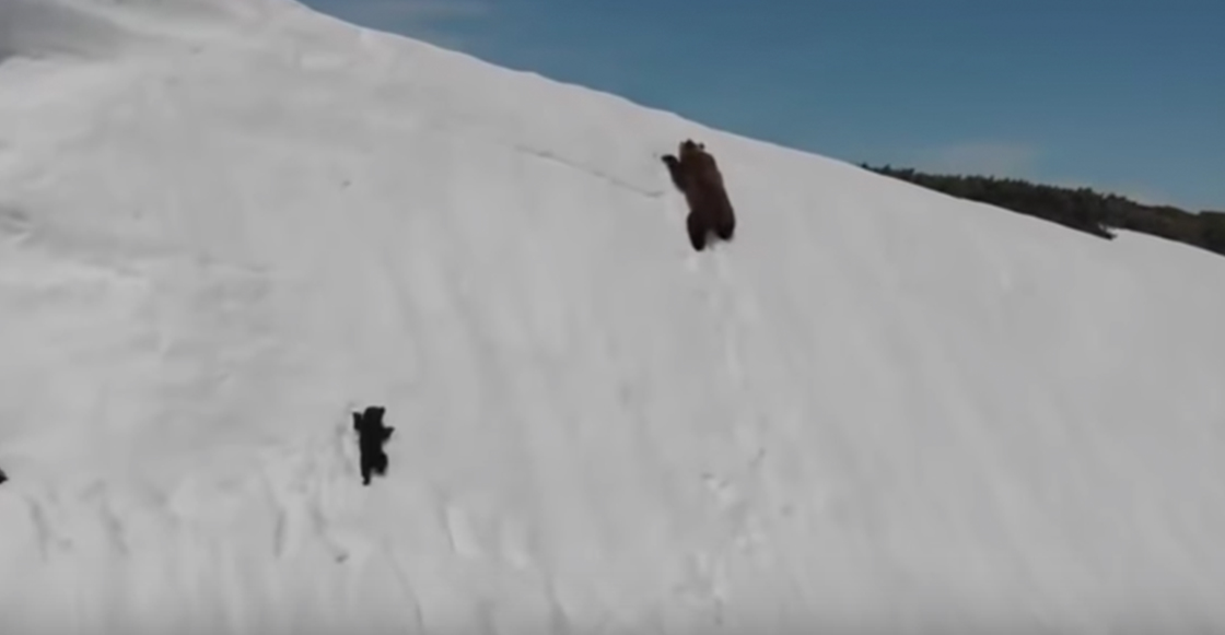 video-oso-escala-montana-viral