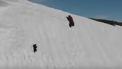 video-oso-escala-montana-viral