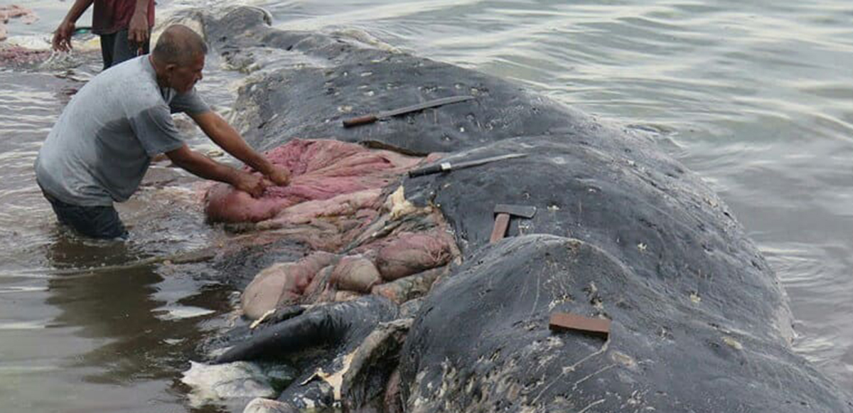 Mundo enfermo y triste: Mil piezas de plástico fueron encontradas en una ballena muerta