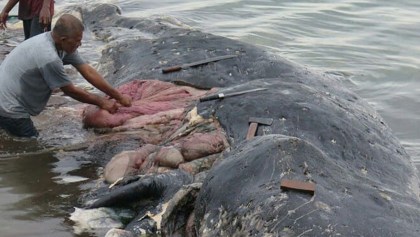 Mundo enfermo y triste: Mil piezas de plástico fueron encontradas en una ballena muerta