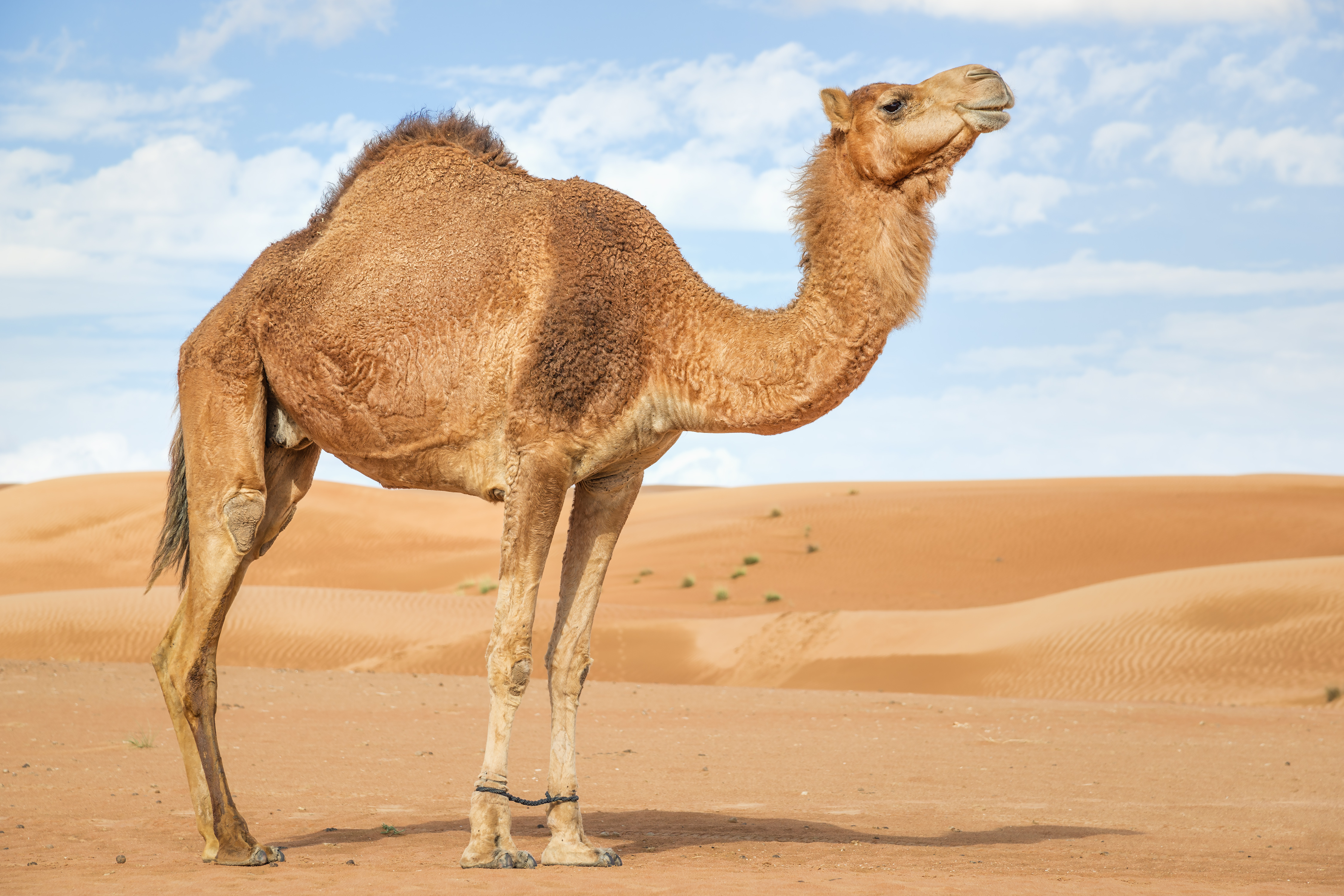 critican-zoologico-camello-desnutrido
