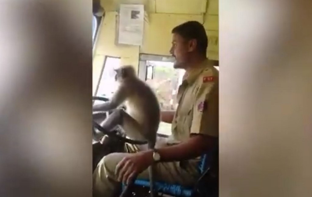 Mono que condujo un autobús en la India