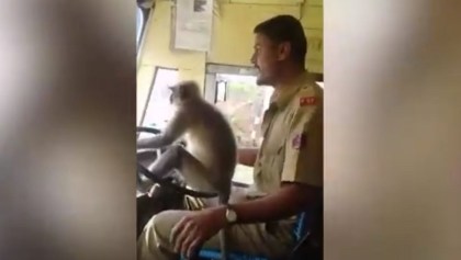 Mono que condujo un autobús en la India
