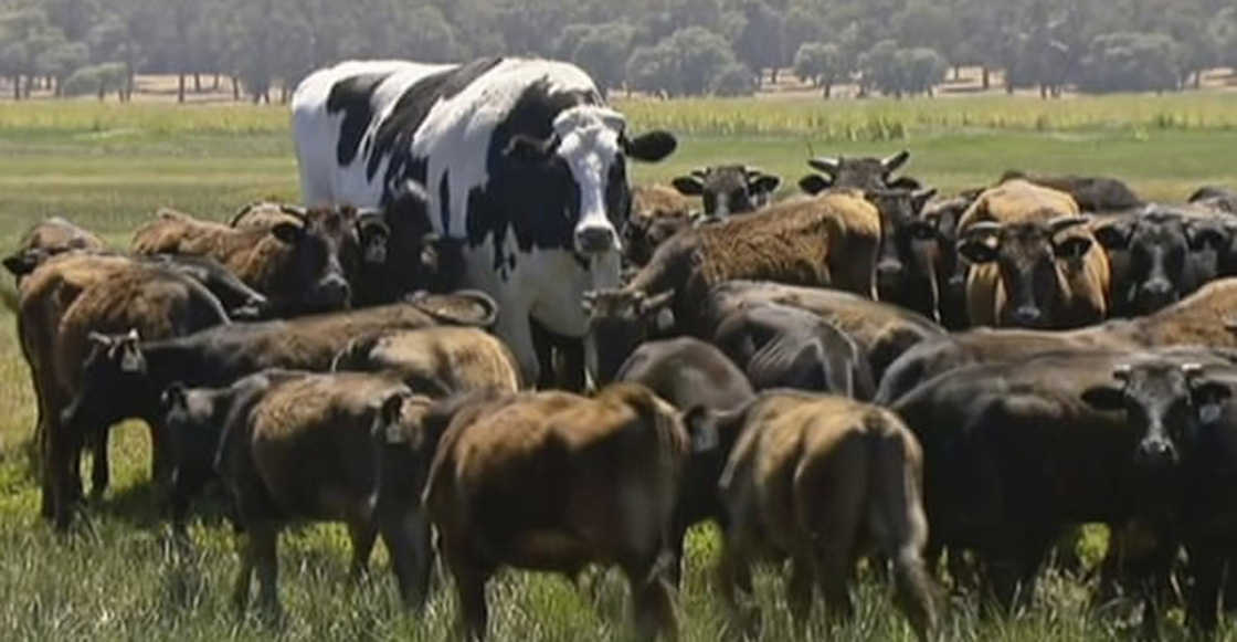 ¡Si está regrandota! La vaca más ‘alta’ y grande del mundo es australiana