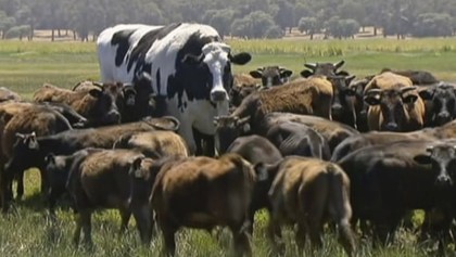 ¡Si está regrandota! La vaca más ‘alta’ y grande del mundo es australiana