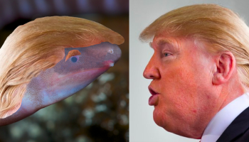 ¡¿Primo-hermano de Trump?! Este anfibio ya pertenece a la familia 'donaldtrumpi'