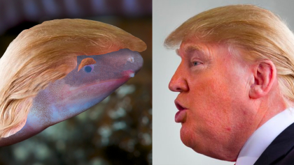 ¡¿Primo-hermano de Trump?! Este anfibio ya pertenece a la familia 'donaldtrumpi'