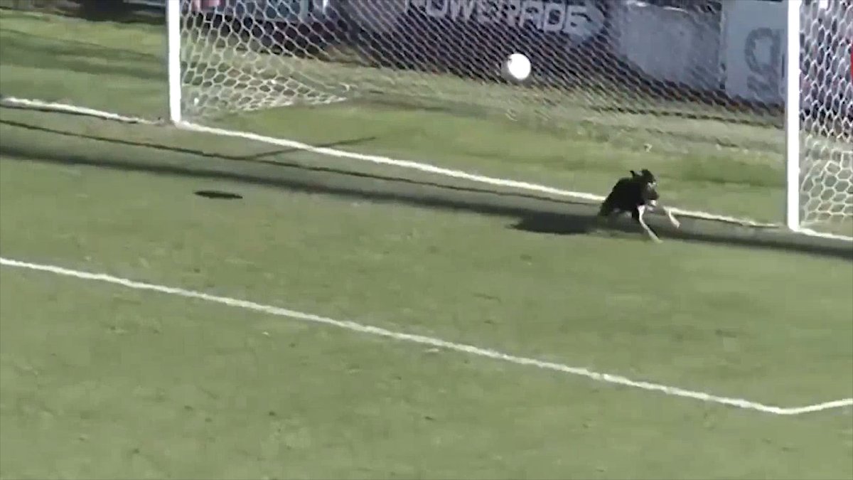 Portero se equivoca con un mal saque... ¡y un perro salva el gol!