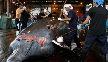 Mundo enfermo y triste: Japón anuncia que reanudará la caza de ballenas en 2019