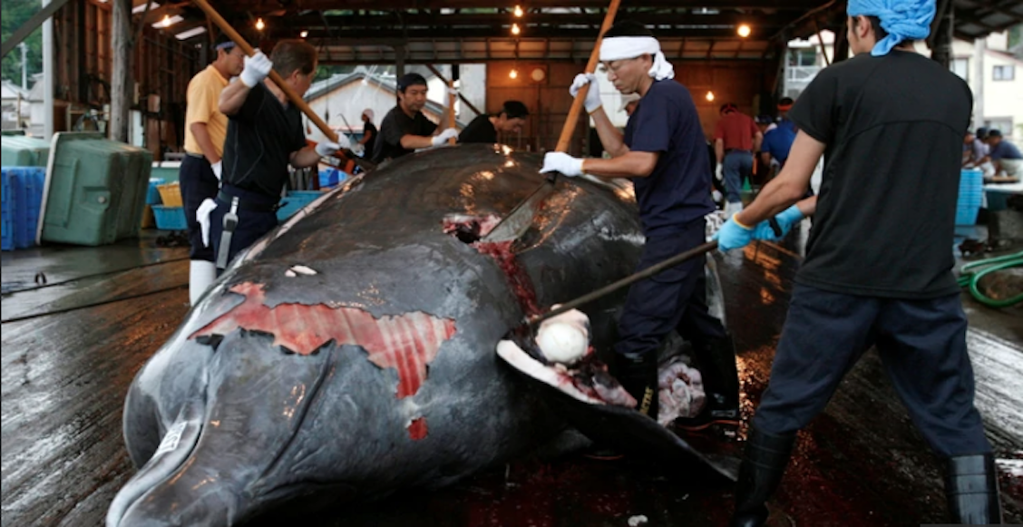 Mundo enfermo y triste: Japón anuncia que reanudará la caza de ballenas en 2019