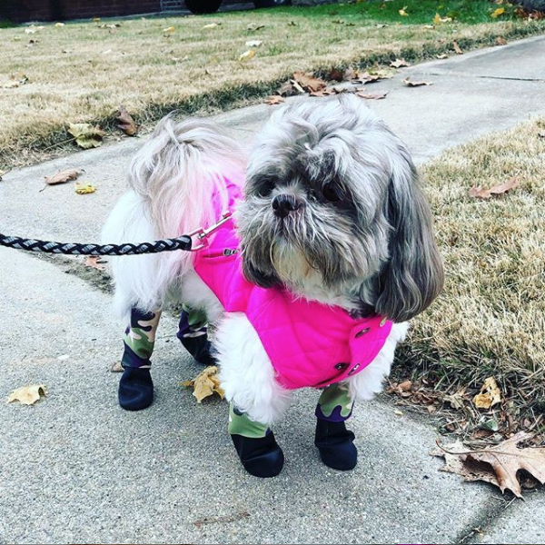 ¡¿Pero qué clase de perridea tan más bonita?! Ya hay leggings para los lomitos