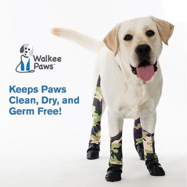 ¡¿Pero qué clase de perridea tan más bonita?! Ya hay leggings para los lomitos