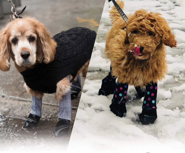 ¡¿Pero qué clase de perridea tan más bonita?! Ya hay leggings para los lomitos