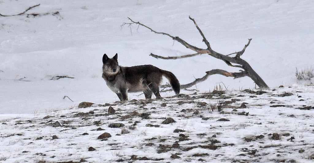 ¡Tragedia! Una famosa loba del parque Yellowstone, en Estados Unidos, fue asesinada por un cazador