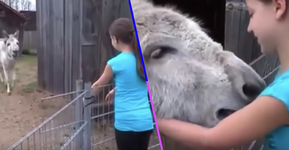 nina-burro-reencuentro-amor-video-viral