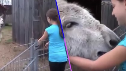 nina-burro-reencuentro-amor-video-viral