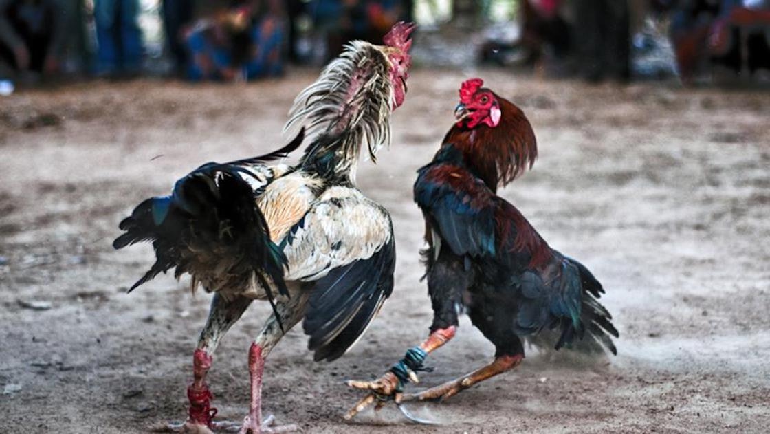 Peleas de gallos ¿cultuta o atrocidad?