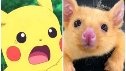 Pikachu - Zarigüeya