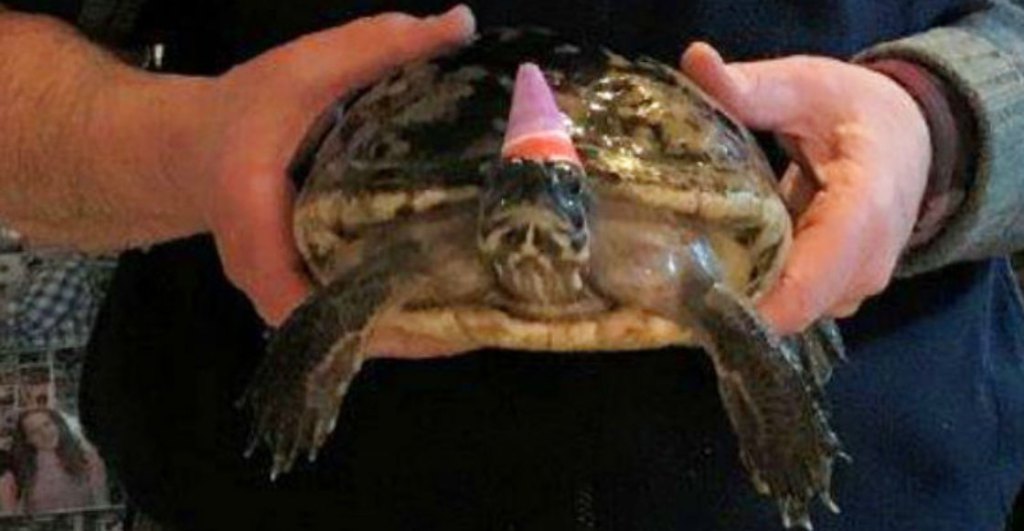 Un hombre le celebra su cumpleaños 50 a la tortuga que le regalaron de niño
