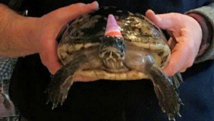 Un hombre le celebra su cumpleaños 50 a la tortuga que le regalaron de niño