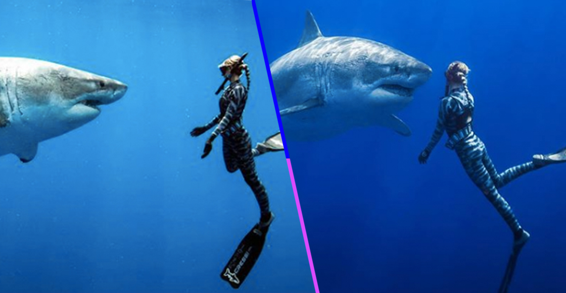 ¡Qué increíble! Unos buzos captaron al famoso tiburón blanco más grande del mundo