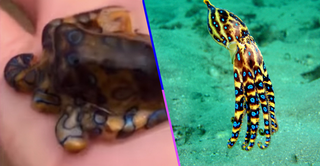 WTF?! Un australiano casi muere por cargar a un peligros pulpo y ni siquiera se enteró