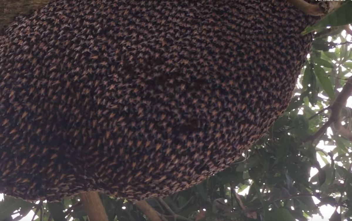 Las abejas asiáticas y su mecanismo de defensa