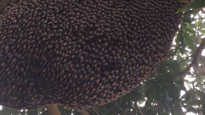 Las abejas asiáticas y su mecanismo de defensa