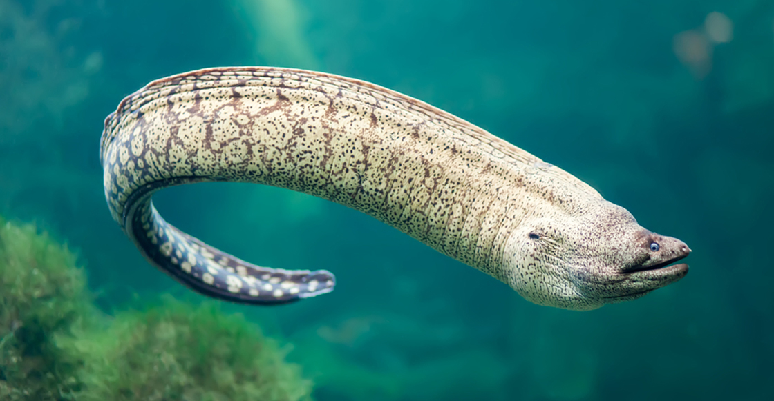 Las anguilas se están haciendo hiperactivas por la gran concentración de cocaína en el río