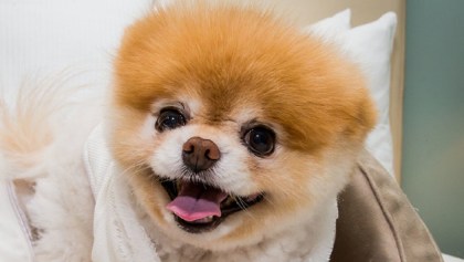 Boo, el perrito más lindo del mundo