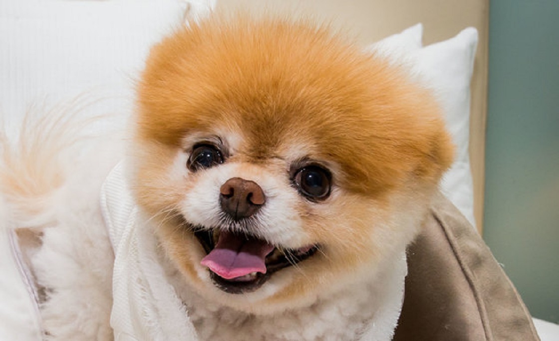 Gárgaras papi Vamos Muere Boo, conocido como el perrito más lindo del mundo