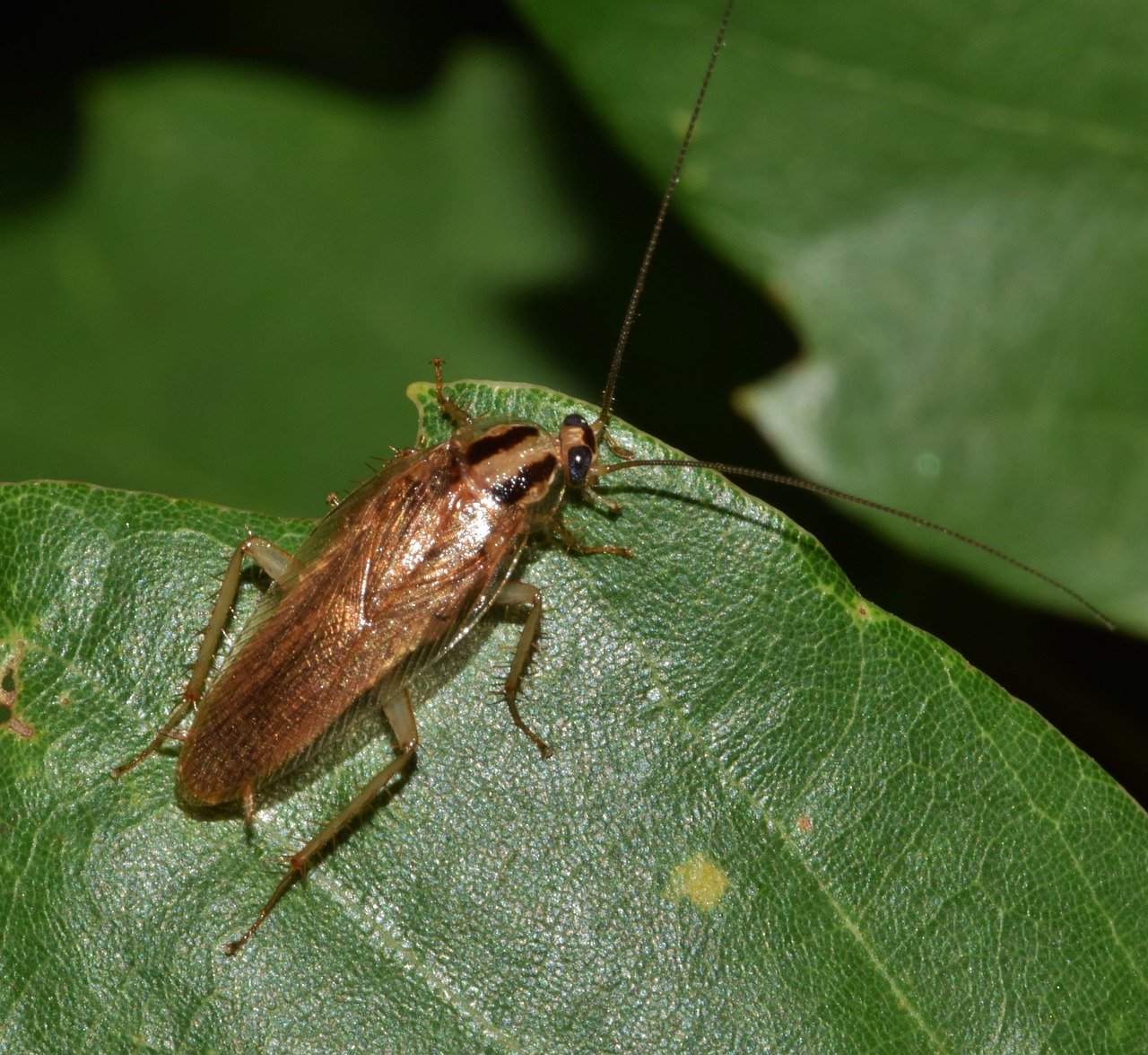 cucaracha-animal-insecto
