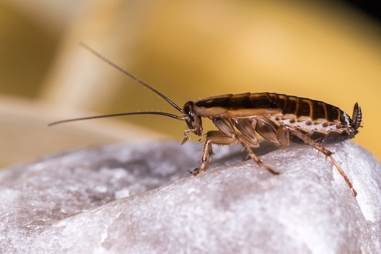 cucaracha-insecto-animal