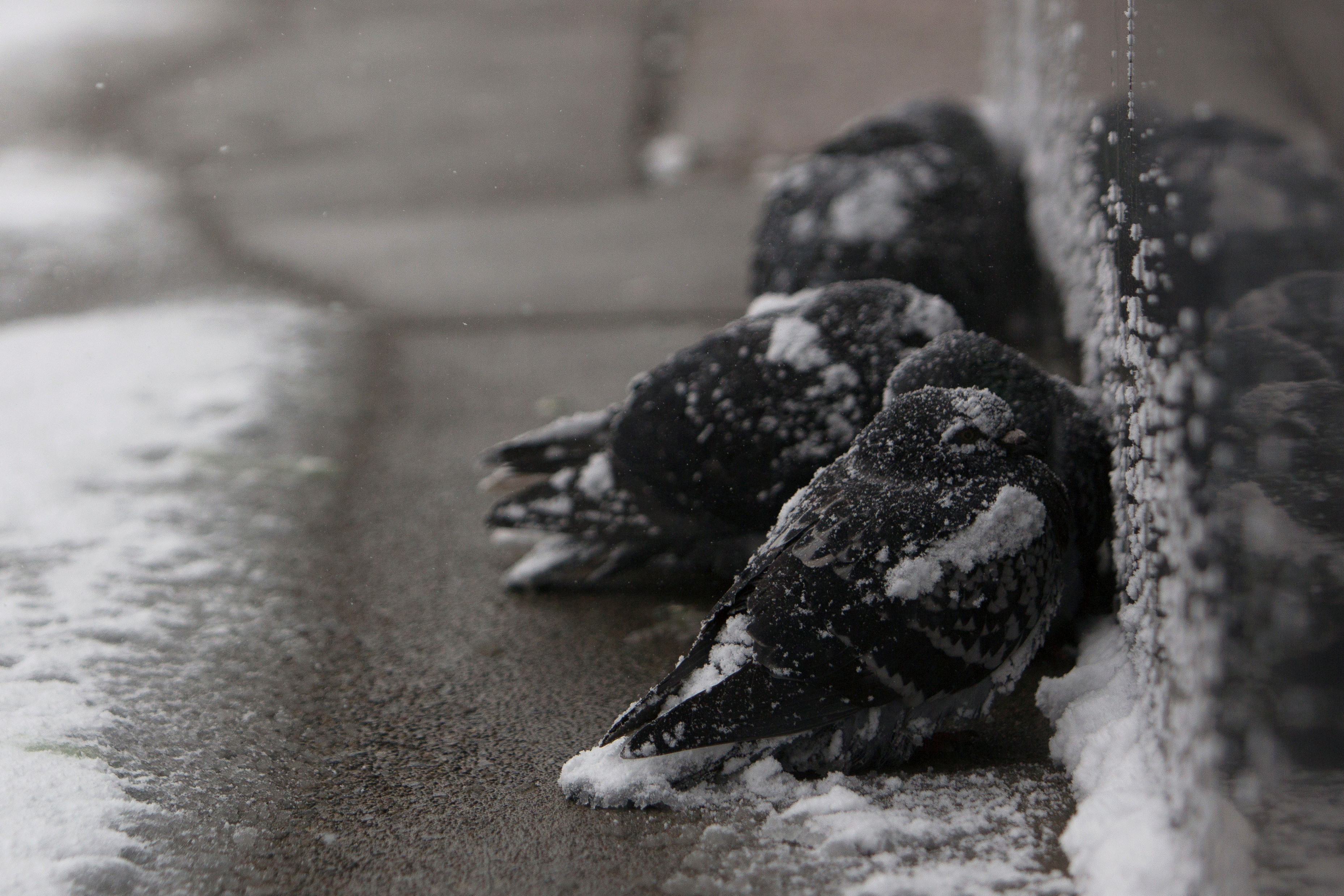 При низких температурах воздуха птицы распушают. Замерзшие птицы. Замерзший голубь. Птица мерзнет. Замерзшая птичка.