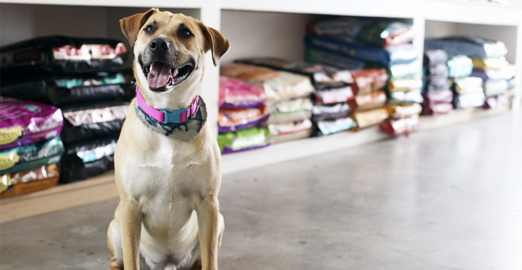 ¡Bravo! Las tiendas de mascotas en California sólo podrán vender animales rescatados por refugios