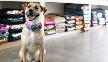 ¡Bravo! Las tiendas de mascotas en California sólo podrán vender animales rescatados por refugios