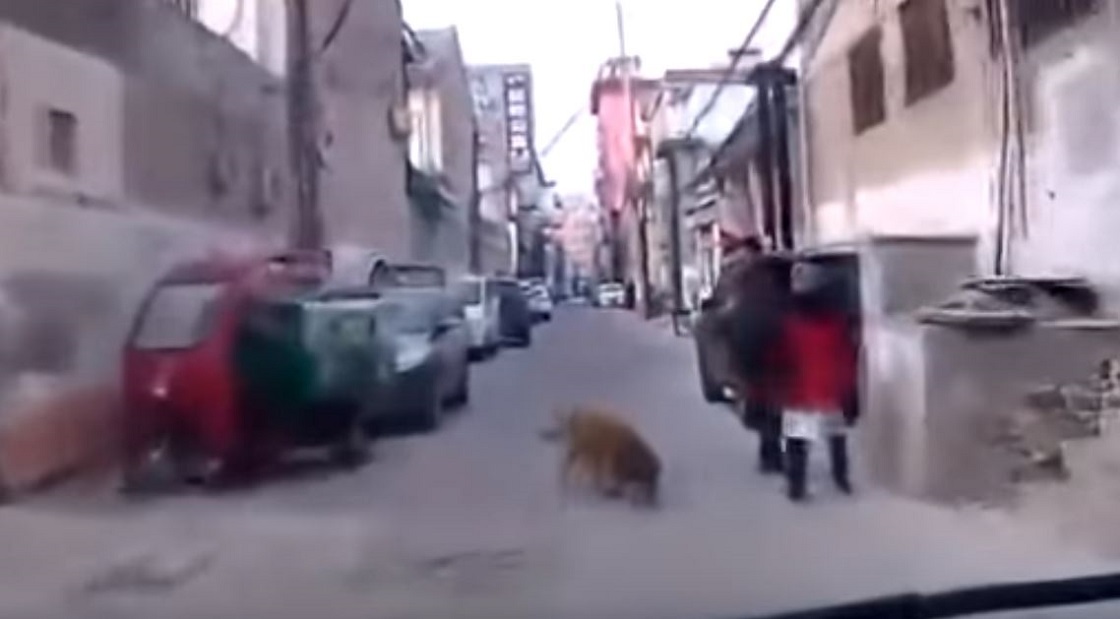 Perrito guía a una ambulancia para salvar a su dueño