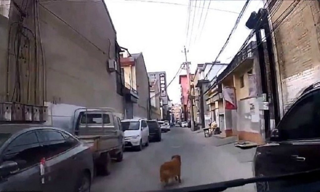 Perrito guía a una ambulancia para salvar a su dueño