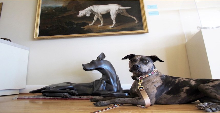 Por que todos los amamos: Habrá un Museo del Perro en Neva York