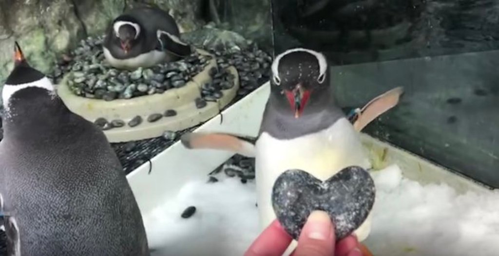 La emotiva historia de dos penguinos gay que adoptaron a un polluelo abandonado