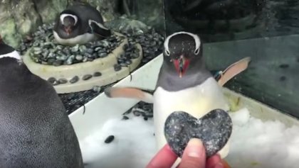 La emotiva historia de dos penguinos gay que adoptaron a un polluelo abandonado