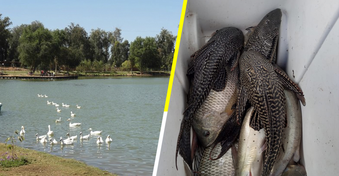 Por sobrepoblación de pez diablo, en Sonora van a secar la laguna del Náinari
